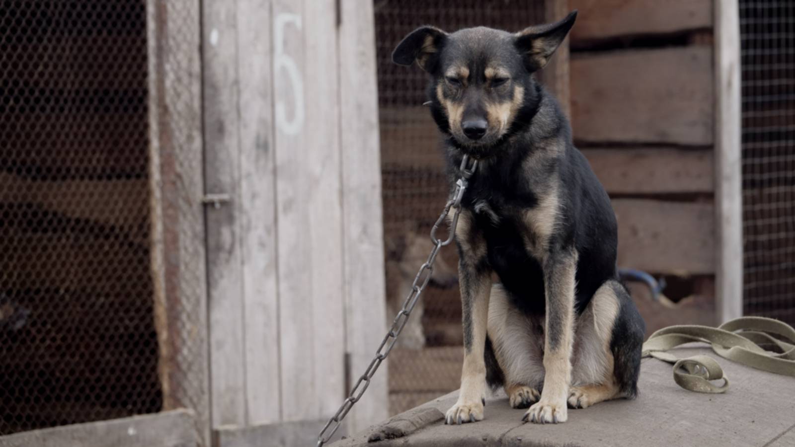 Cão acorrentado, em cima de casota de madeira